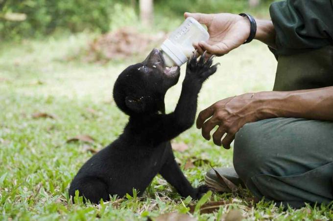 Filhote de urso do sol bebendo de uma garrafa