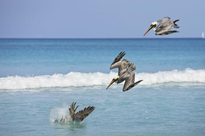 Pelicanos Mergulho para peixes