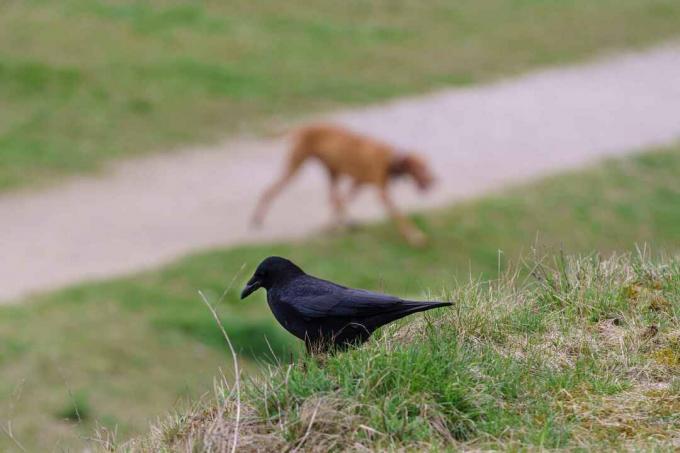 corvo com vista para um cachorro