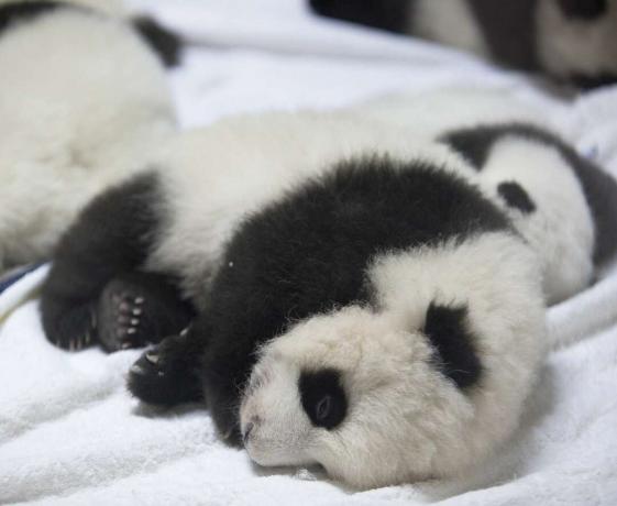 Panda gigante de bebê fofo