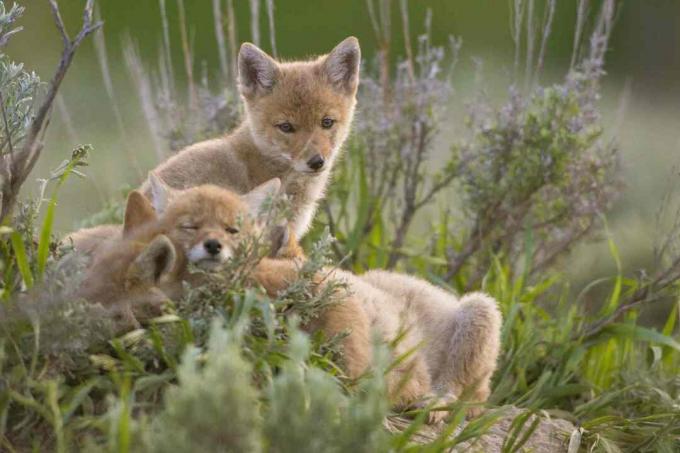 Filhotes de coiote lembram filhotes de raposa ou lobo.
