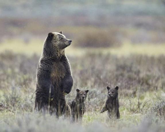 O urso pardo (Ursus arctos horribilis) semeia e dois filhotes do ano, todos de pé sobre as patas traseiras, Parque Nacional de Yellowstone, Wyoming