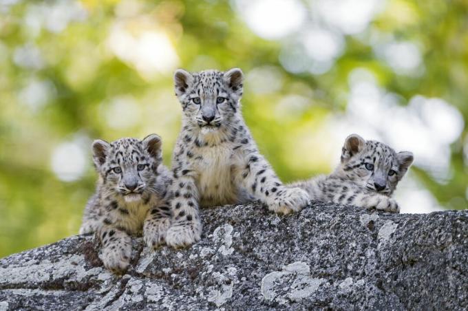 Os filhotes de leopardo da neve têm manchas pretas que se transformam em rosetas quando os gatos se aproximam da maturidade.