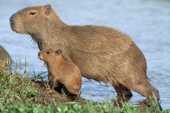 Os jovens capivara são versões em miniatura de seus pais.