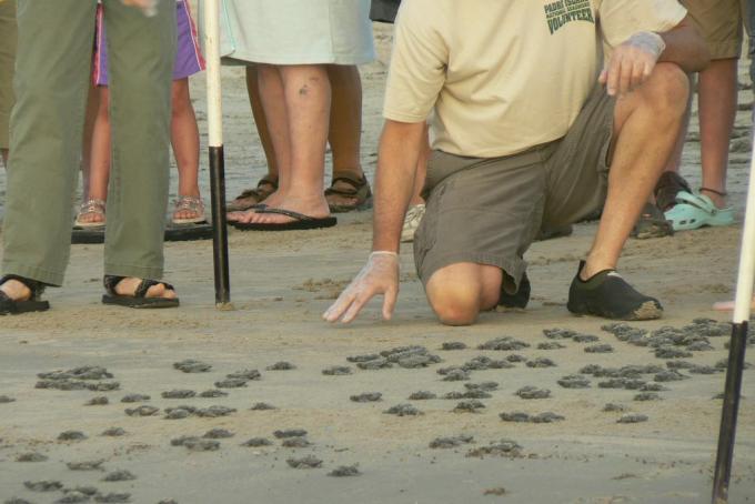 Voluntário do NPS ajuda filhotes de tartarugas marinhas de Kemp