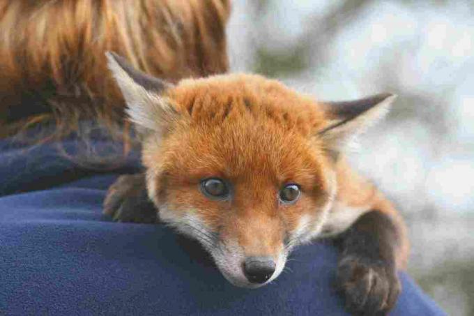 Em alguns lugares, é legal manter uma raposa vermelha como animal de estimação.