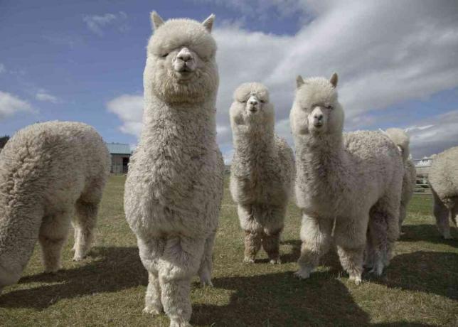 grupo de alpacas brancas