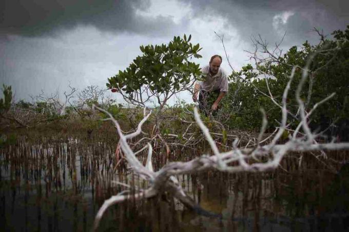 Impactos das mudanças climáticas nas Florida Keys