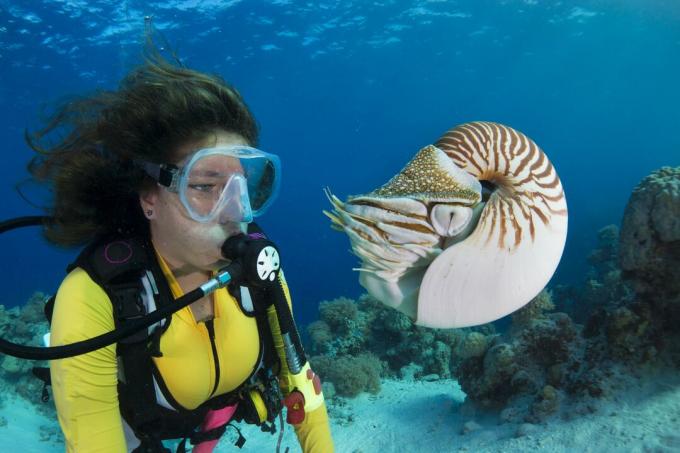 Mergulhador assistindo Palau nautilus