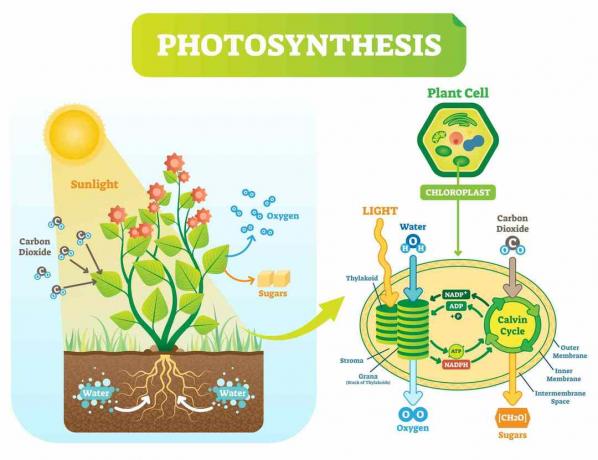 Diagrama da fotossíntese