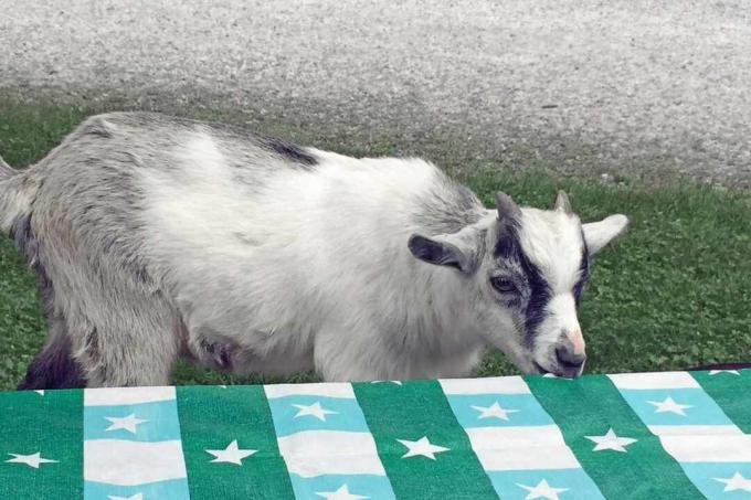 Amostra de cabra pigmeu uma toalha de mesa