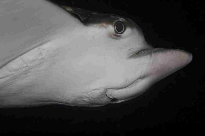 Além de suas manchas, o raio da águia pode ser identificado por seu focinho em forma de bico.