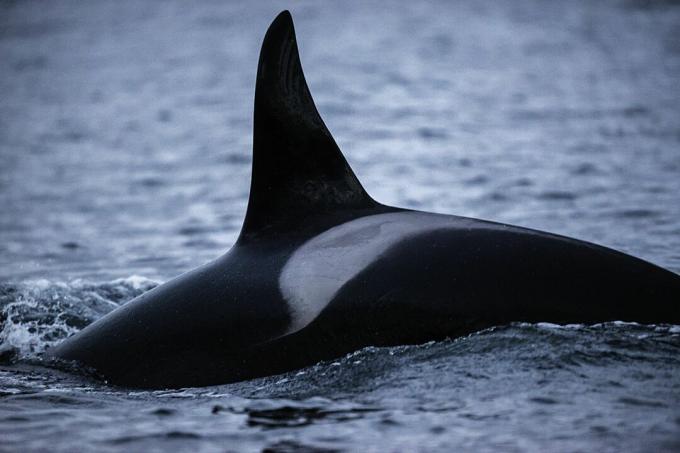 Parte traseira de uma orca, mostrando a aleta dorsal e a sela que podem ser usadas para identificar indivíduos
