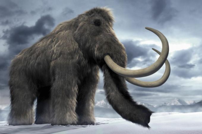 O mamute-lanoso (Mammuthus primigenius) ou mamute de tundra.