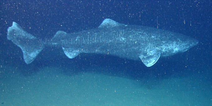 Tubarão da Gronelândia (Somniosus microcephalus)