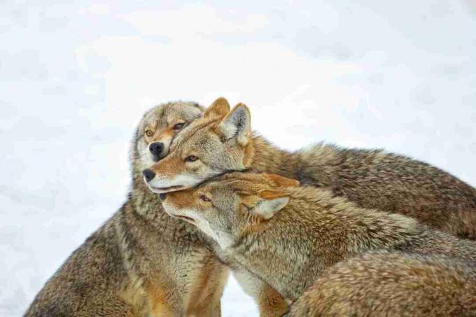 Os coiotes não são tão sociais quanto os lobos, mas agem de forma cooperativa para caçar e criar filhos.