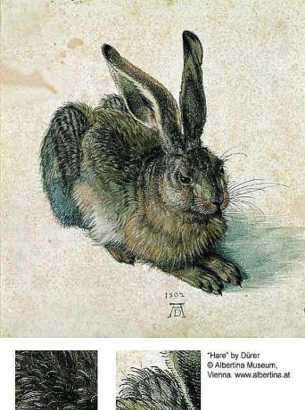Coelho ou lebre - Albrecht Dürer