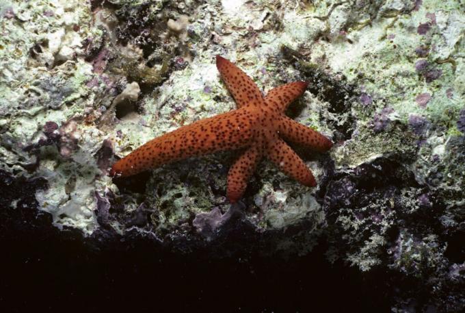 As estrelas do mar regeneram os braços perdidos, mas são invertebrados. As salamandras se regeneram, além de serem vertebrados (como seres humanos).