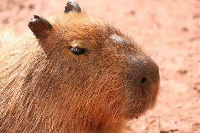 O morillo é uma característica distintiva do rosto de uma capivara.