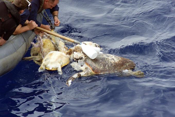 Pessoal naval dos EUA resgata tartaruga emaranhada