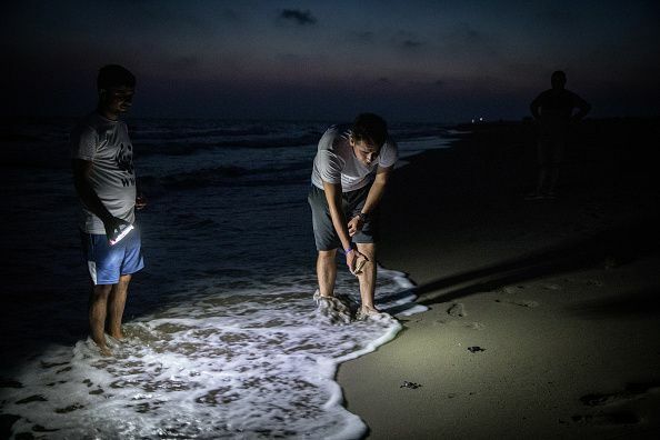 Esforços de conservação continuam a ajudar a estabilizar a população de tartarugas verdes da Turquia