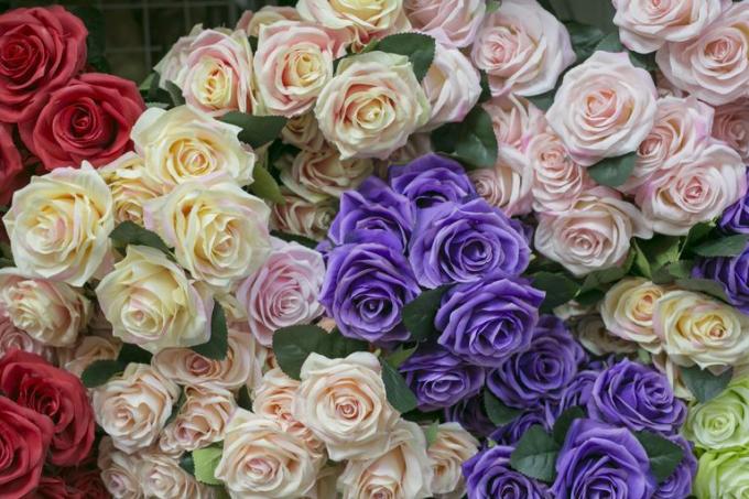 Eu tenho você em plena floração. Partes de um questionário de plantas com flores