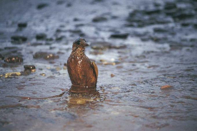 Guillimot oleada após derramamento de óleo da Imperatriz, West Wales