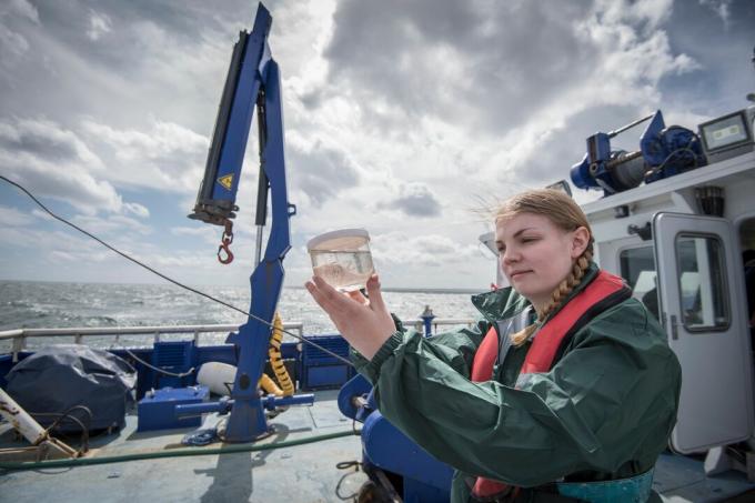 Cientista fêmea que inspeciona a amostra de plâncton no navio de pesquisa