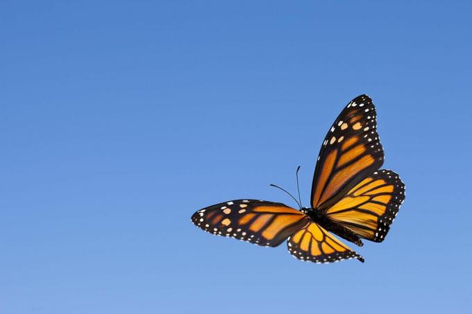 Borboleta monarca no céu.