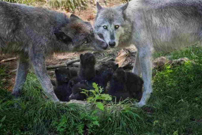 Família Black Wolf com filhotes recém-nascidos, Canadá
