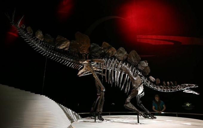 Esqueleto de estegossauro