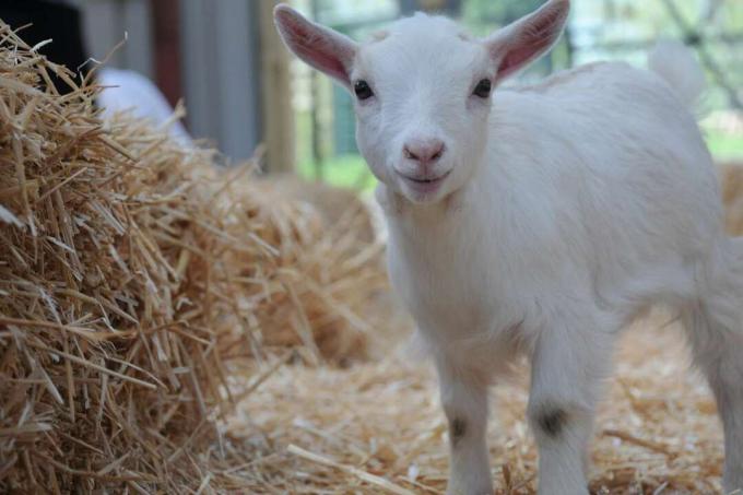 criança de cabra pigmeu bebê brincando na palha