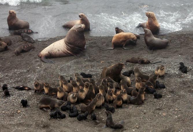 Mistura de machos de leão-marinho de Steller (criaturas maiores e pálidas) e focas do norte, além de filhotes e fêmeas de ambas as espécies.