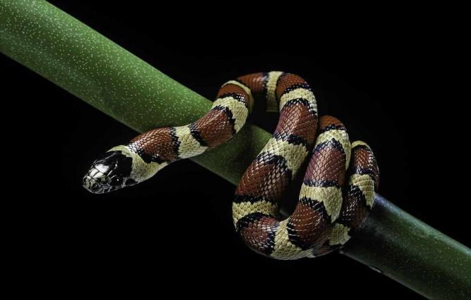 Kingsnake mexicano