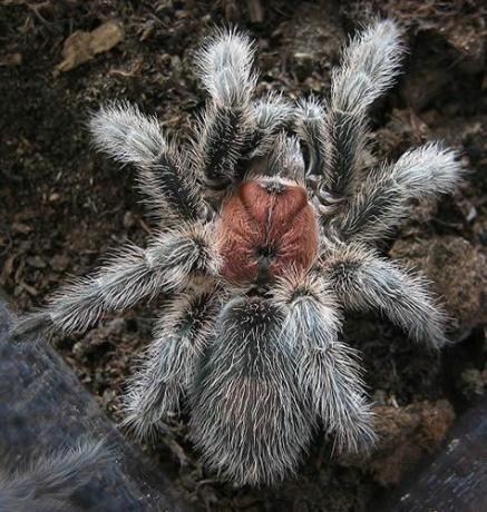 Tarântula de rosa chilena (Grammostola rosea)