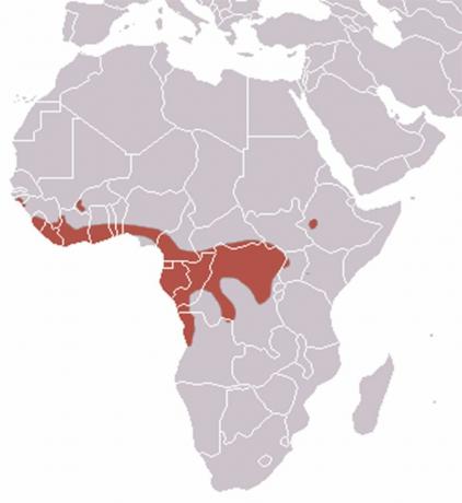 Mapa de distribuição de morcegos com cabeça de martelo