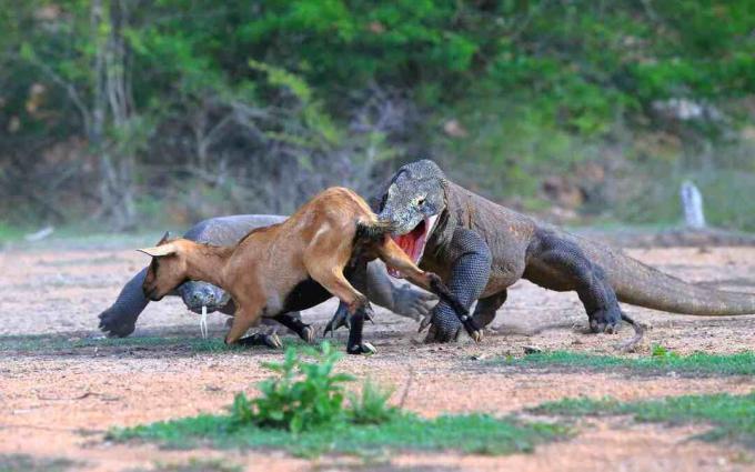 Um par de dragões de Komodo caçando um antílope em Bornéu, Indonésia