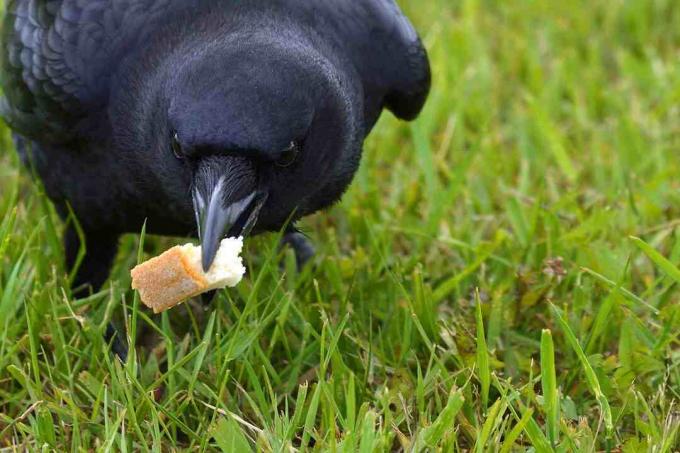 corvo segurando pão na boca