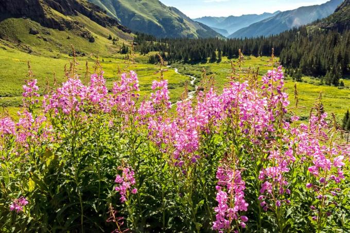 Flores silvestres de erva nas montanhas do Colorado