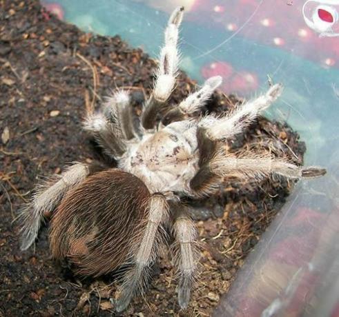 Tarântula loira do deserto (Aphonopelma chalcodes)