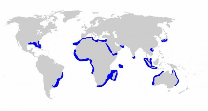 Distribuição de tubarão-rotador