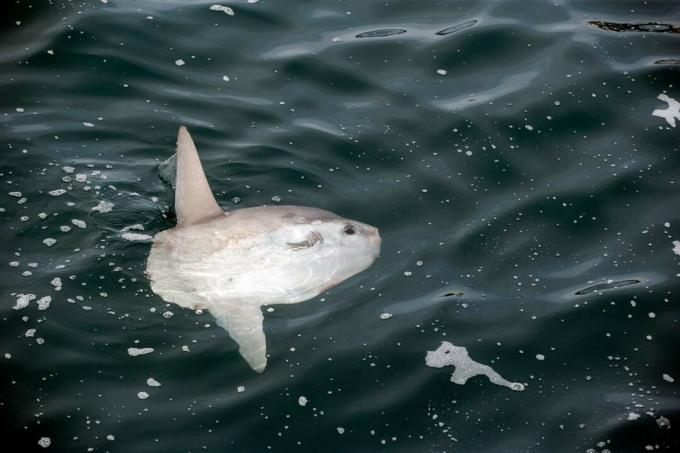 Sunfish, Mola mola, Molidae, Reserva Ecológica da Baía Witless, Terra Nova, Canadá