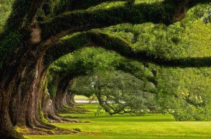 Tirada em Oak Alley Plantation