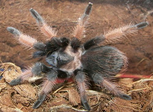 Tarântula Redleg mexicana (Brachypelma emilia)