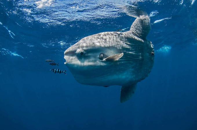 Vista subaquática, de, mola mola, oceano, sunfish, Magadalena, baía, baja califórnia, méxico