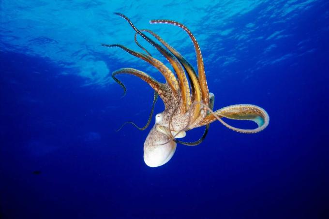 Polvo (Octopus cyanea), Havaí / Fleetham Dave / Perspectives / Getty Images