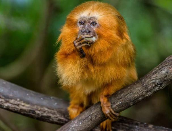 Macacos do Novo Mundo, como o mico, usam dedos alongados com garras para pegar e comer presas.