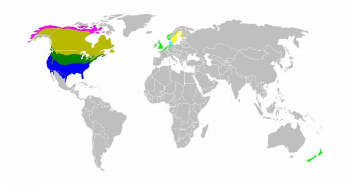 Mapa do mundo mostrando o habitat do ganso do Canadá.