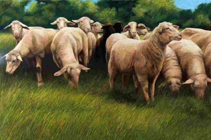 Ilustração realista em pastel de ovelhas pastando