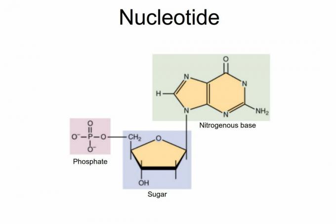 Nucleotídeo